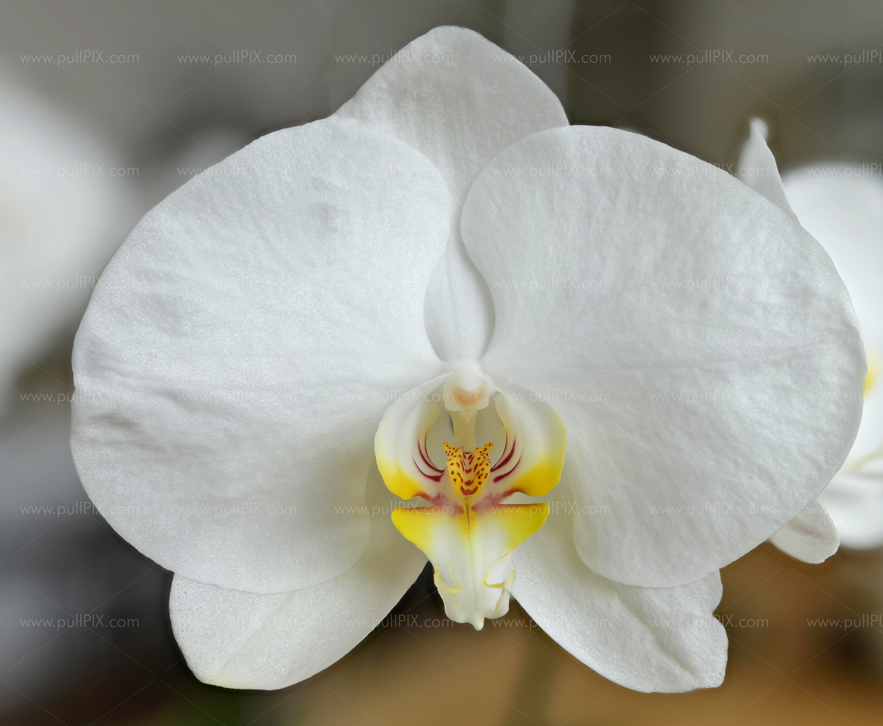 Preview weisse orchidee.jpg